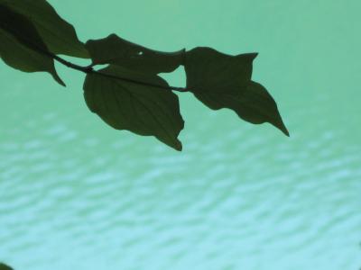 Прикрепленное изображение: IMG_0258.JPG